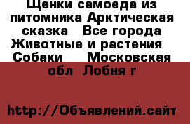 Щенки самоеда из питомника Арктическая сказка - Все города Животные и растения » Собаки   . Московская обл.,Лобня г.